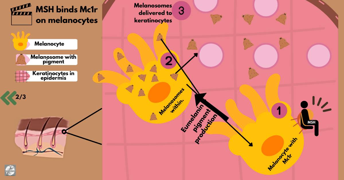 Competition between MSH and Agouti for the Mc1r in melanocytes, influencing the pigment production in leopard spots.